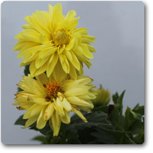 Dahlia (Yellow) - Plant